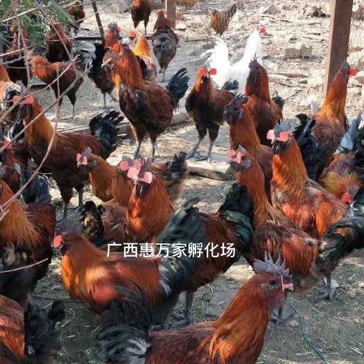 南宁正宗高脚黑肉土鸡苗 云南土鸡苗 厂家直销批发 已打疫苗