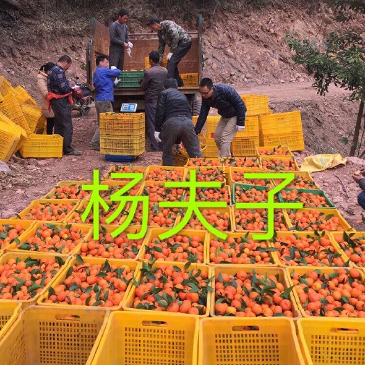 广西沙糖桔，以成熟上市，订果包园，整车采购，招各地果商老板。
