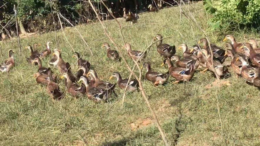 肉鸭 5-6斤 统货 全散养 