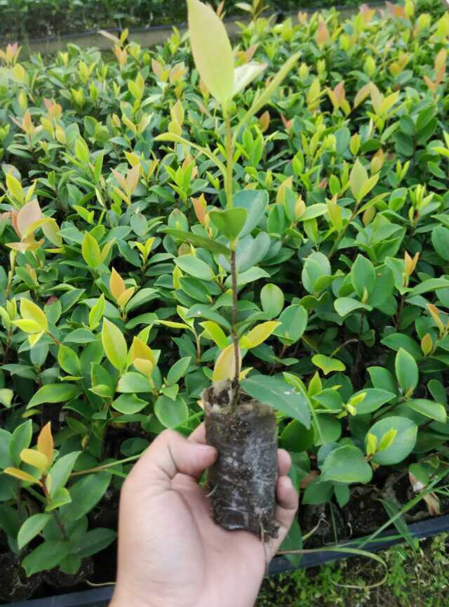 丰城市油茶苗  一年生轻基质油茶容器苗，长林系列品种！