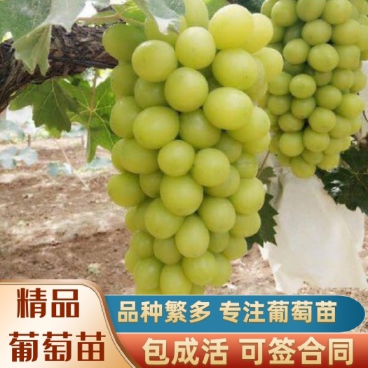 兴城市阳光玫瑰葡萄苗  阳光玫瑰 嫁接苗 贝达占木 3309占木 5bb占木 保证纯