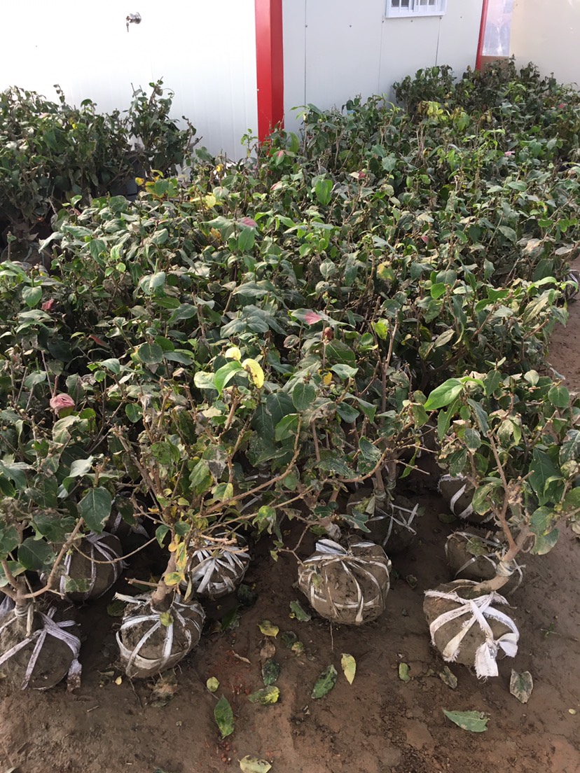 红心腊梅  耐寒梅花盆栽室内浓香型 素心腊梅盆景红梅老桩 绿梅庭院耐寒植