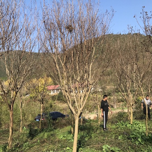京山市红花紫薇  地径10公分紫薇，分支点1m~1.2m，量大从优，欢迎采购。