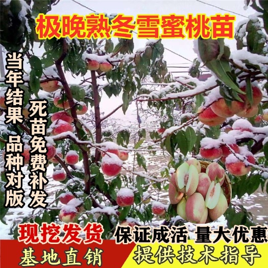 平邑县冬雪蜜桃苗 极晚熟品种冬桃苗 嫁接桃树苗 当年结果