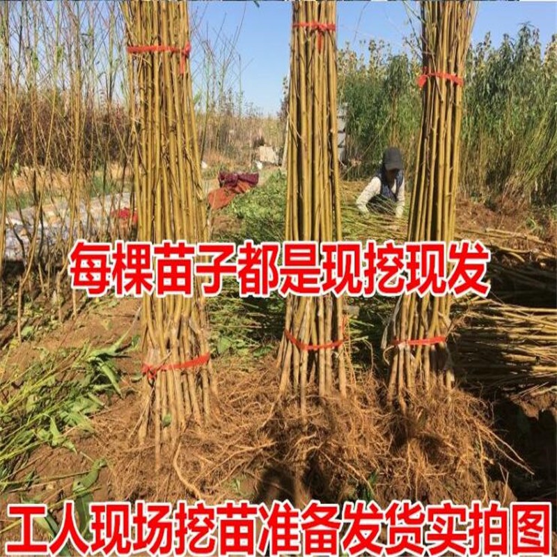 白如玉桃树苗  白如玉桃苗 嫁接桃树苗 脆甜甜度高 当年结果 基地直销