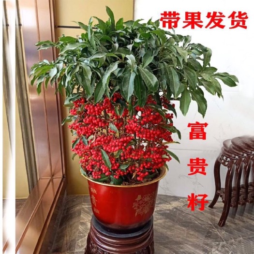 杭州带果发货富贵籽盆栽黄金万两室内客厅绿植朱砂根易成活富贵子树苗
