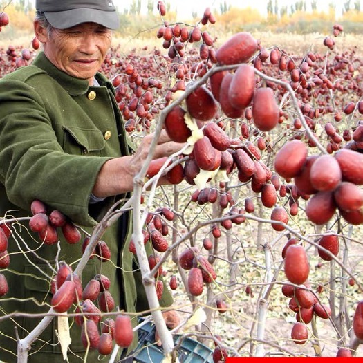 阿克苏市新疆大枣树上干红枣未清洗未加工特级骏枣一级和田枣