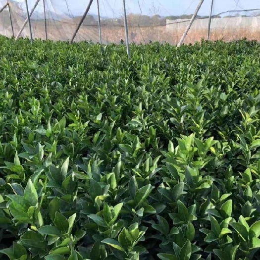 宁都县卡拉卡拉红肉脐橙苗 红肉脐橙苗