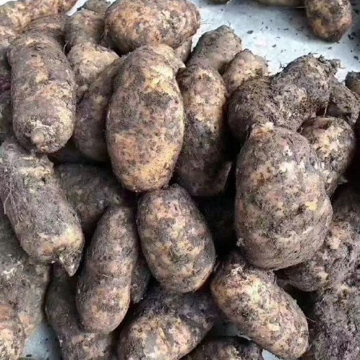文山市昭通天麻  云南昭通小草坝新鲜天麻产地直供500g真空包装包邮