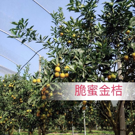 融安县脆蜜金桔苗 金桔苗 脆蜜金柑苗 脆蜜金柑产地供应货源充足