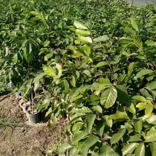 揭阳黑橄榄苗  黑橄榄直生苗，高度60左右，头径0.8左右，带营养杯，一