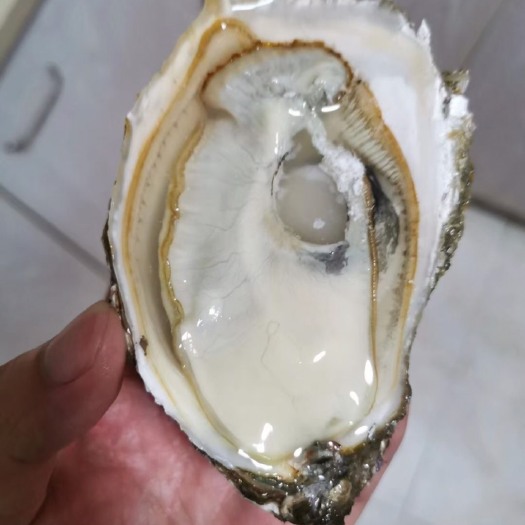 诏安县福建生蚝 3倍体，可以刺身好货，懂的来