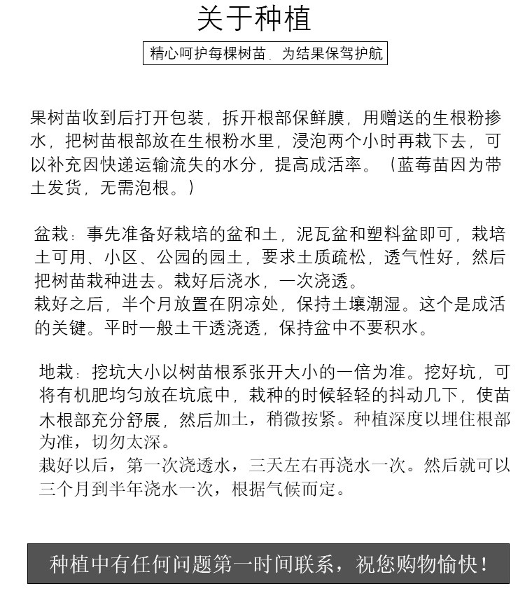 白如玉桃树苗  白如玉桃苗 嫁接桃树苗 脆甜甜度高 当年结果 基地直销