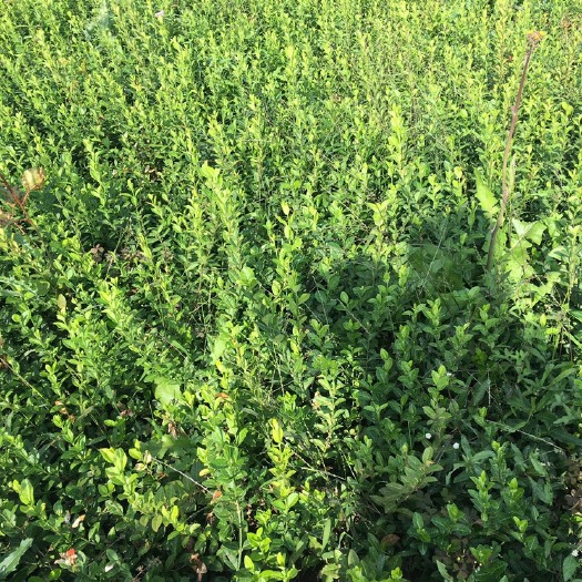 沭阳县小叶扶芳藤基地大量现货供应，可以送货上门