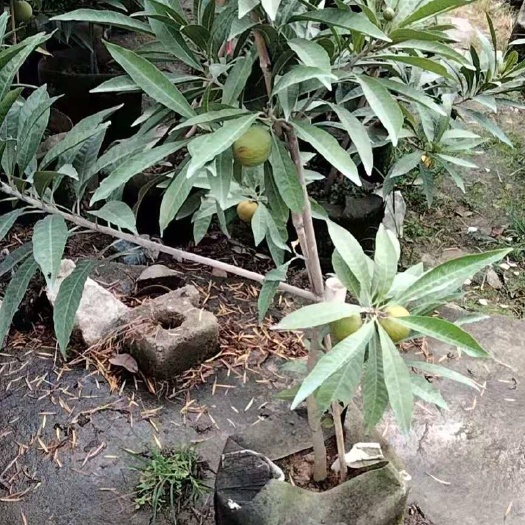 揭阳蛋黄果苗；高度一米多，头径两公分左右，带营养杯，带果