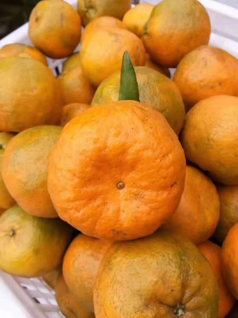 皱皮柑 椪柑，耙耙柑，不知火等…