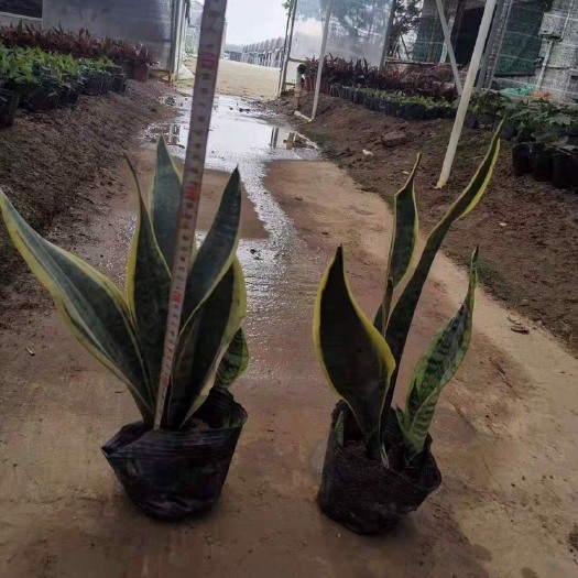 中山市虎皮兰 兰 7斤 盆苗现货供应