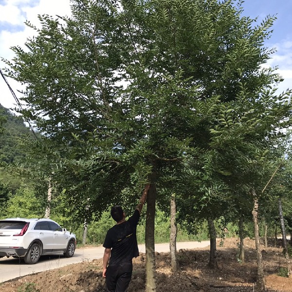 胸径15-18三角枫，截杆发帽4年，500棵待售。