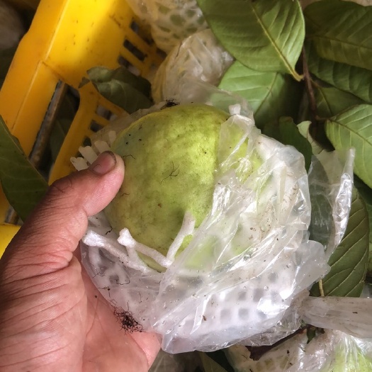 廉江市白心番石榴 