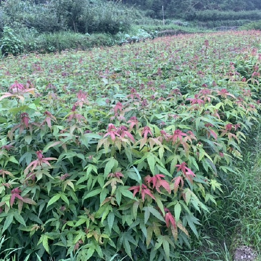 新昌县青枫  小苗