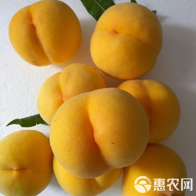 黄金蜜4号苗  黄金蜜四号桃苗 芒果口味 嫁接桃树苗 当年结果 甜度高产量高