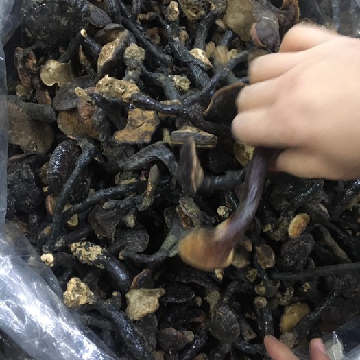 玉林含量高整支干净整洁，清热微苦灵芝(大小规格)