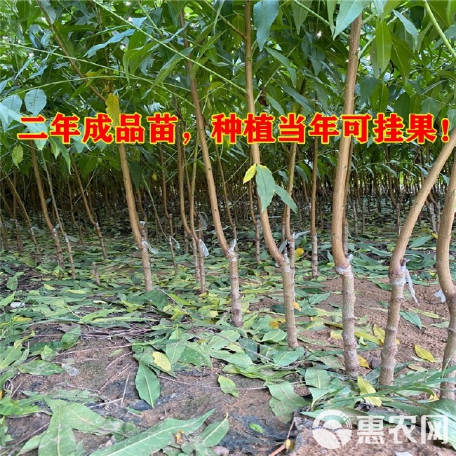 黄金蜜4号苗  黄金蜜四号桃苗 芒果口味 嫁接桃树苗 当年结果 甜度高产量高