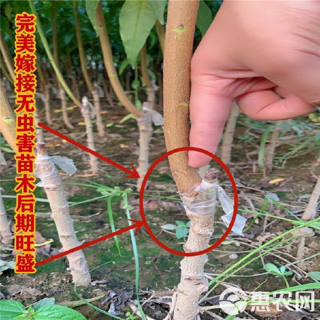 黄金蜜4号苗  黄金蜜四号桃苗 芒果口味 嫁接桃树苗 当年结果 甜度高产量高