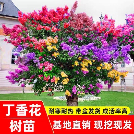 丁香花树苗四季开花紫丁香丁香树苗盆栽庭院南北方耐寒好养
