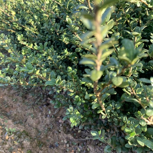 浏阳市30-40高的龟甲冬青小苗