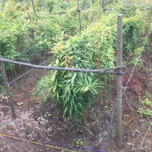 文山市姜形黄精  滇黄精