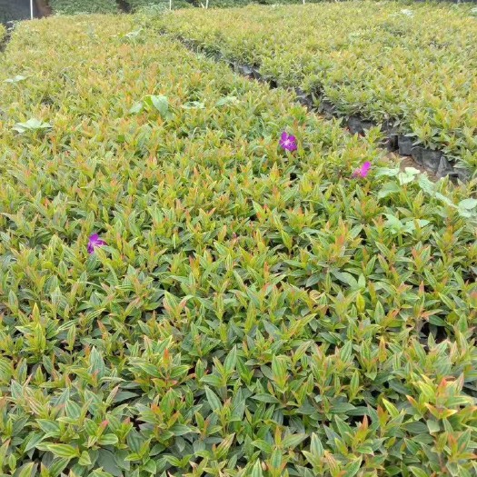 中山市巴西牡丹 大量5斤 7斤 盆苗 布袋 牡丹现货供应