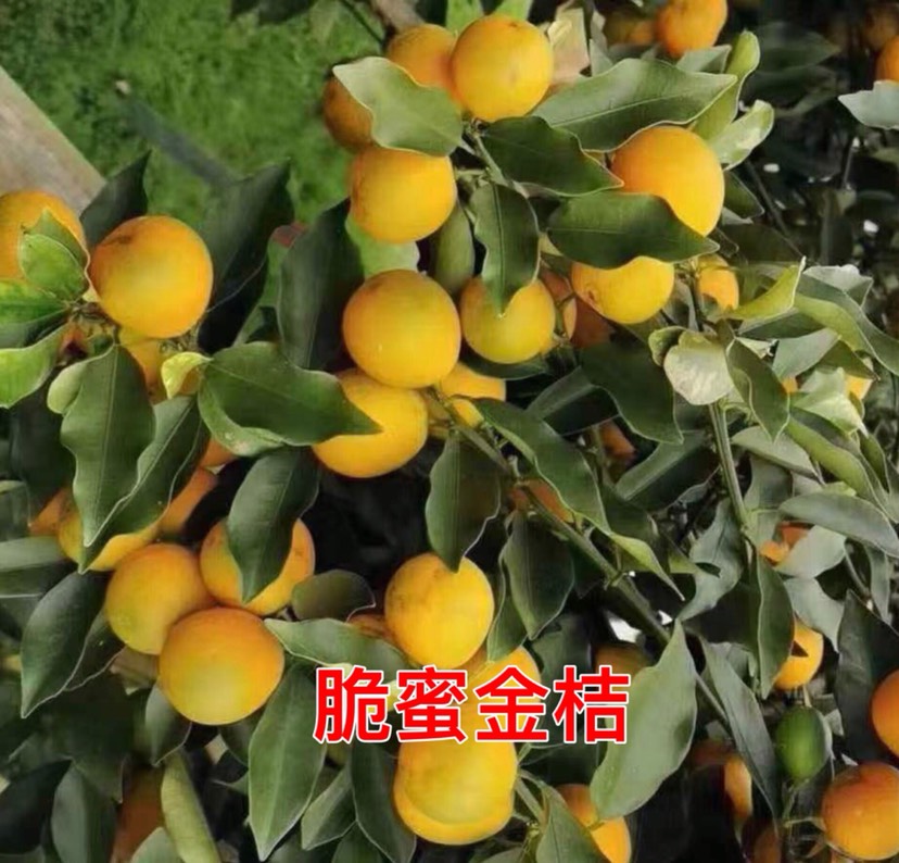 脆蜜金桔 脆蜜金柑 金桔苗产地供应 皮脆肉嫩无酸味汁水多