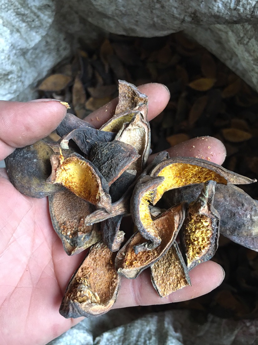 环江毛南族自治县薜荔  凉粉果