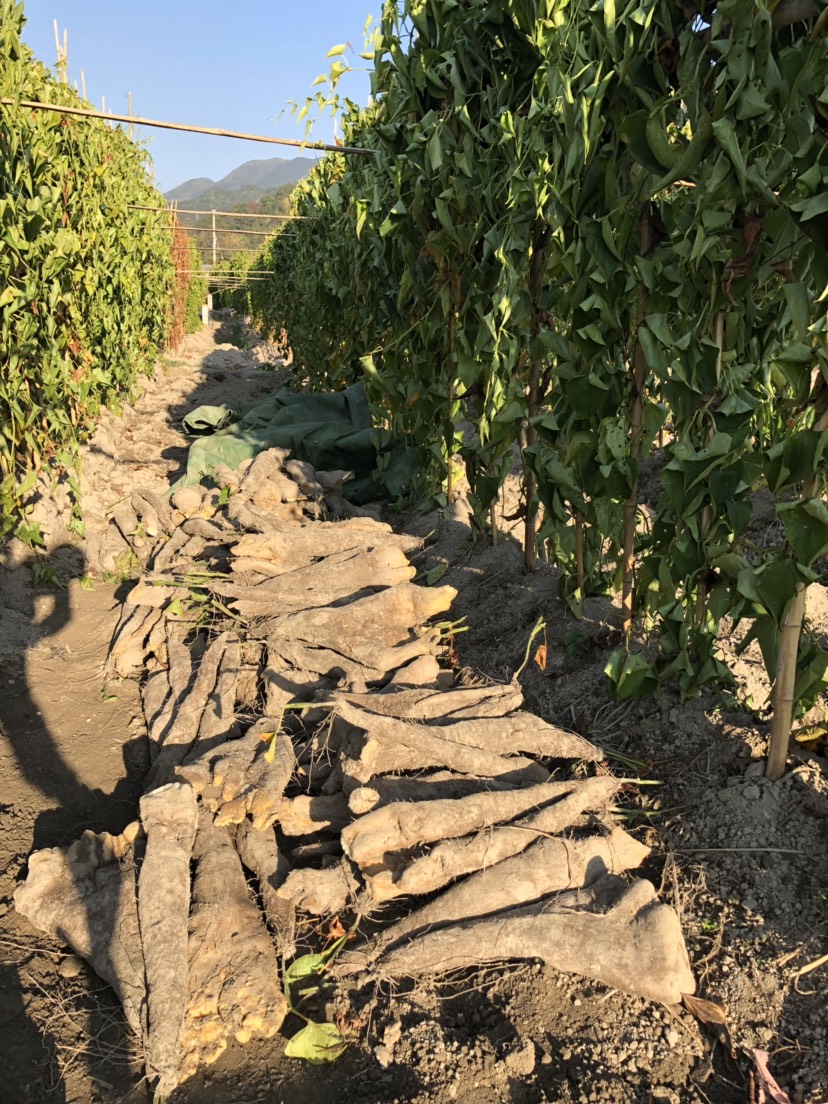 福建糯米山药