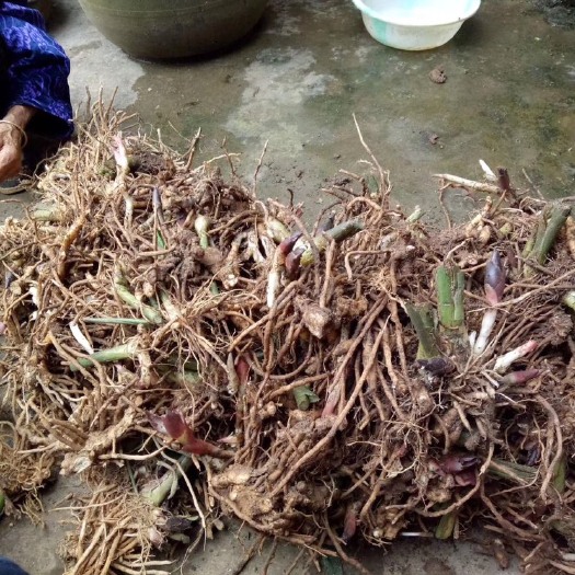 马关县阳荷种苗  阳荷种子最后一批预定了啊，需要栽的农户微我，