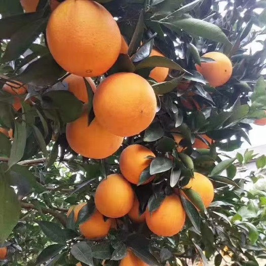 寻乌县脐橙 统货 