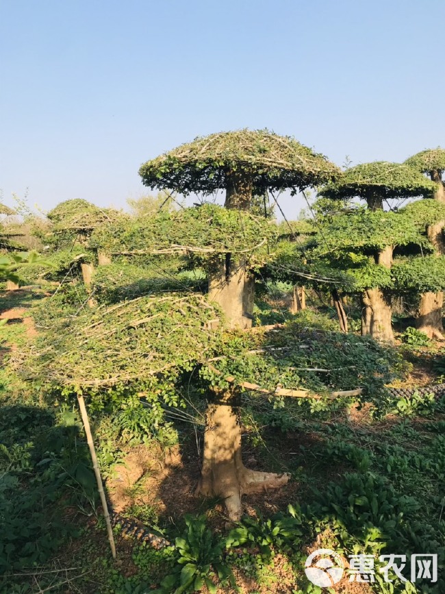  30公分左右对节白蜡原生老桩，云片饱满，造型美观。