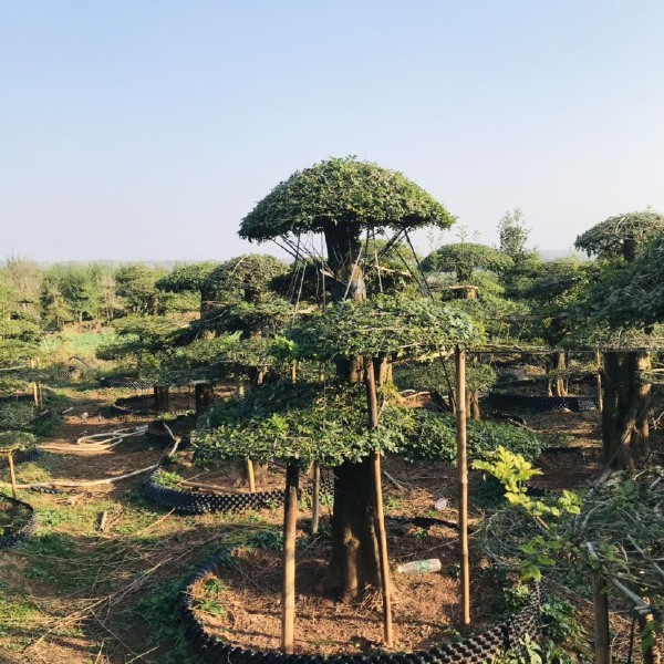  30公分左右对节白蜡原生老桩，云片饱满，造型美观。