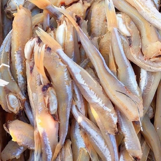 滨州龙头鱼 红娘子鱼，浑身都是肉，可煎炸蒸炖