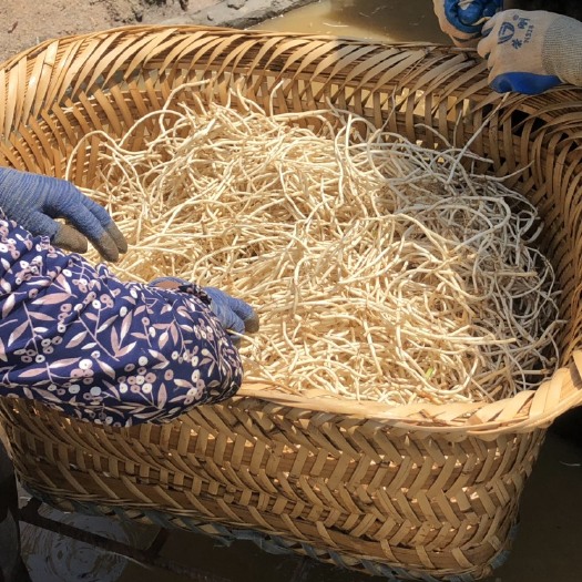 安顺鱼腥草根 新鲜白茎折耳根，基地直供