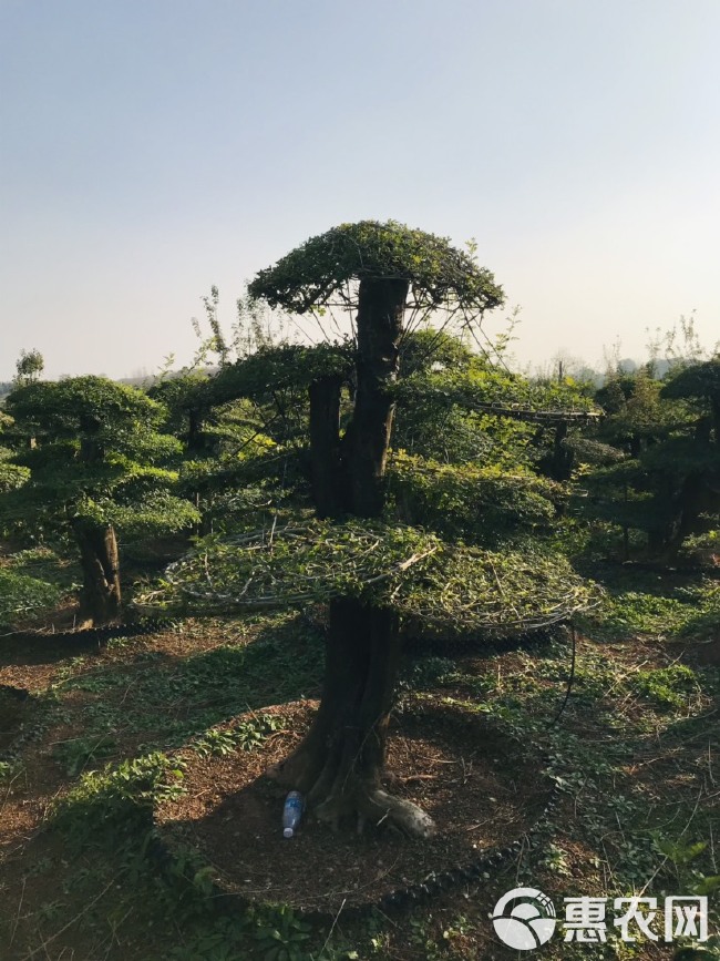  30公分左右对节白蜡原生老桩，云片饱满，造型美观。