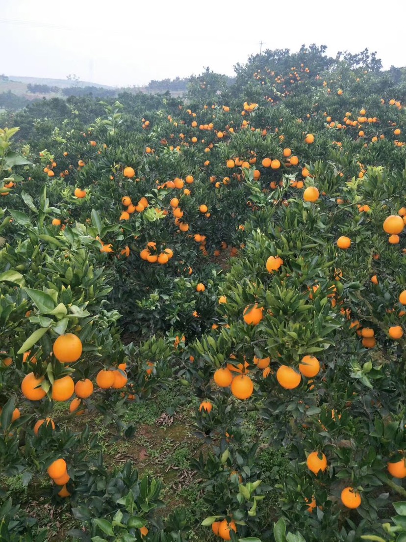  橙子臍橙新鮮水果