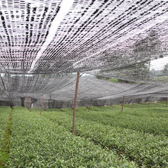 茶树苗 四川茶苗大量供应、品种齐全二证一签