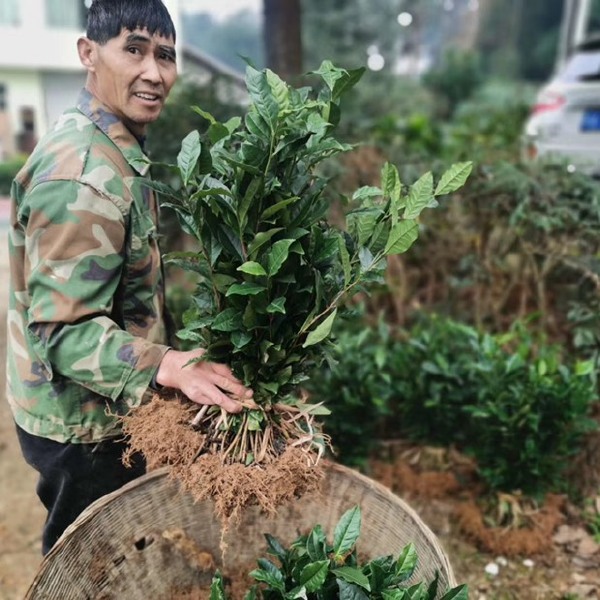 茶树苗 四川茶苗大量供应、品种齐全二证一签