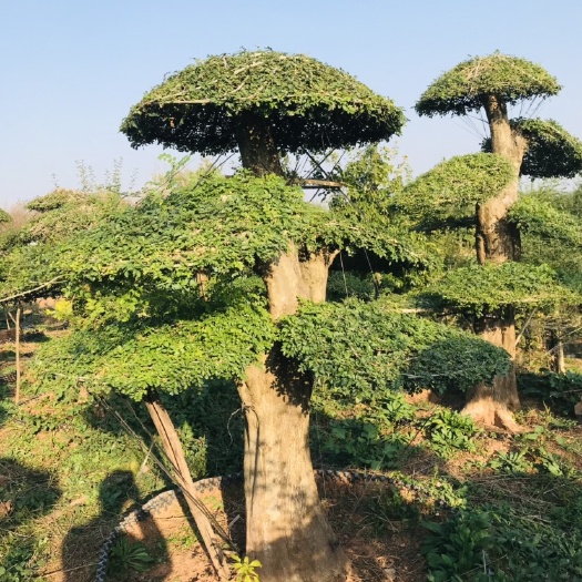 京山市 30公分左右对节白蜡原生老桩，云片饱满，造型美观。