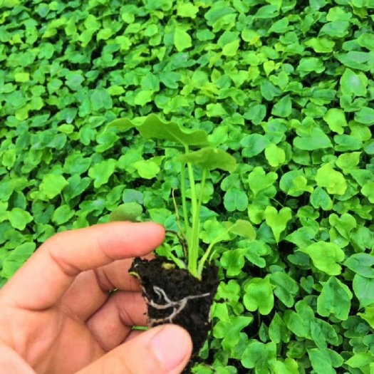 广州厂家大量批发希望蔓绿绒（多仔春羽）组培穴盘苗