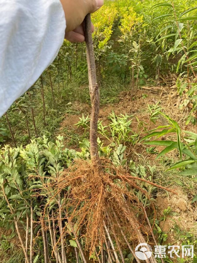  恐龙蛋李子苗  嫁接李子树苗 当年结果南北方可种 风味香甜