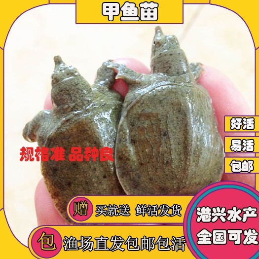 清远外塘甲鱼苗中华团鱼苗出售5-10g现货供应支持发货