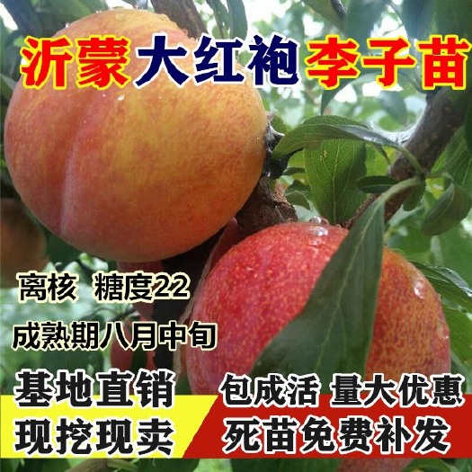 平邑县大红袍李子苗  嫁接李子树苗 当年结果苗优惠多多 南北方可种